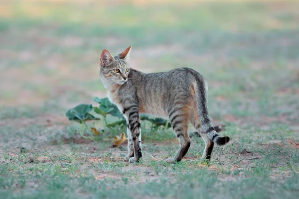 Doğal ortamında Afrika vahşi kedisi — Stok fotoğraf