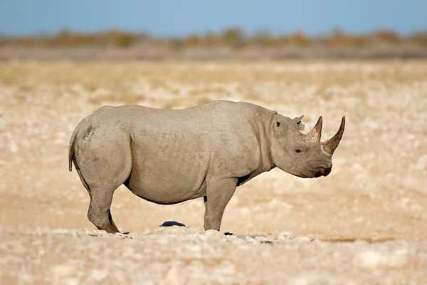 Rhinocéros noir - Parc national d'Etosha — Photo