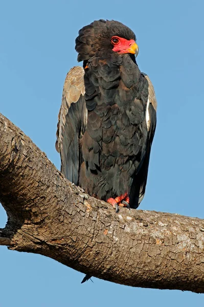 Bateleur orzeł siedzący na gałęzi — Zdjęcie stockowe