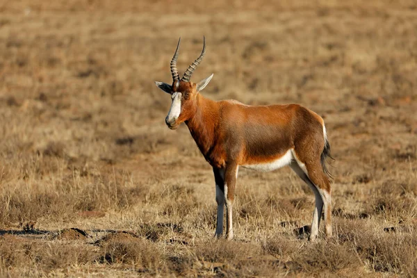Antilope Blesbok nelle praterie — Foto Stock