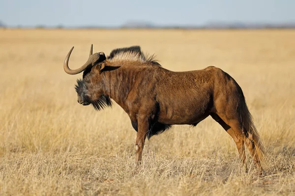 Чорний антилоп у луках — стокове фото