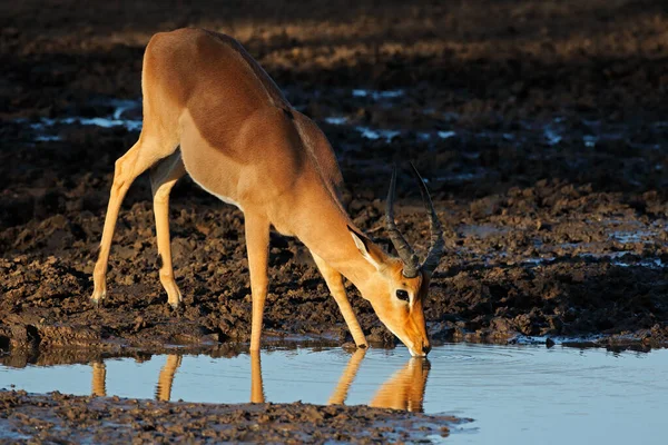 Impala Antilope Trinkwasser - Kruger Nationalpark — Stockfoto