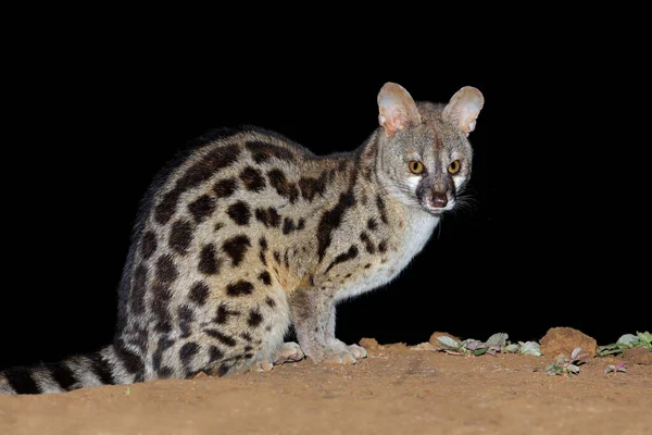 Nocturnal large-spotted genet — Stock Photo, Image