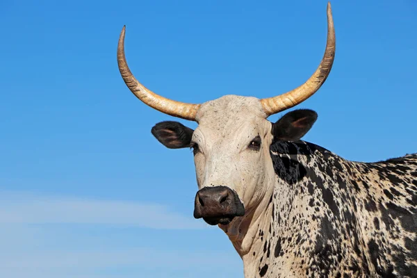 Nguni cow portrait - South Africa — Stock Photo, Image