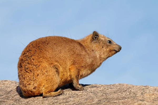 Rock hyrax sütkérezik egy sziklán — Stock Fotó