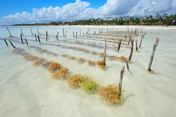 Deniz yosunu yetiştiriciliği - Zanzibar Adası — Stok fotoğraf