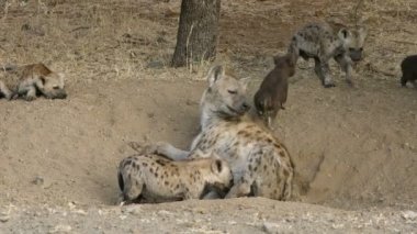 Benekli bir sırtlan (Crocuta crocuta), Güney Afrika 'daki Kruger Ulusal Parkı' nda yavrularıyla birlikte ininde.