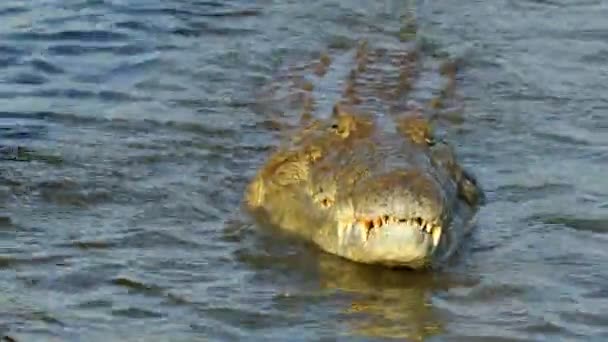 Nil Timsahı Crocodylus Niloticus Küçük Bir Balığı Yakalayıp Yiyor Kruger — Stok video