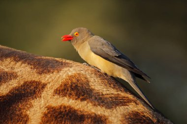 Red-billed oxpecker (Buphagus erythrorhynchus) on the back of a giraffe, Kruger National Park, South Africa stock vector