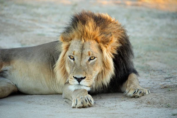 Μεγάλο αρσενικό αφρικανικό λιοντάρι ξεκουράζεται — Φωτογραφία Αρχείου