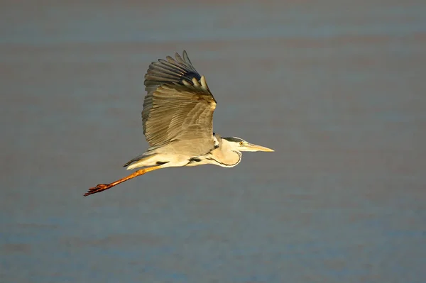 Grey heron in flight — Stock Photo, Image