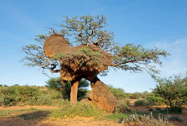 Огромное гнездо общительных ткачей — стоковое фото