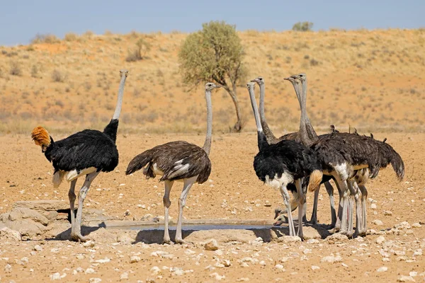 Ostriches drinking water at a waterhole — Stock Photo, Image