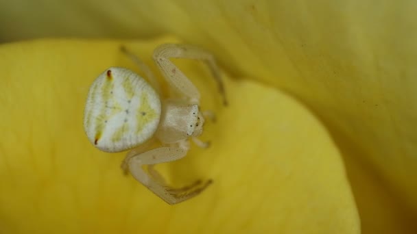 Blumenkrabbenspinne Familie Thomisidae Sitzt Auf Einem Rosenblatt Südafrika — Stockvideo