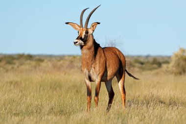 Roan antelope in natural habitat clipart