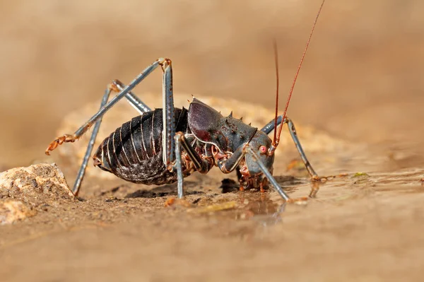 African armoured ground cricket — Stock Photo, Image