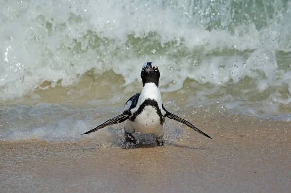 Африканский пингвин бегает по пляжу — стоковое фото