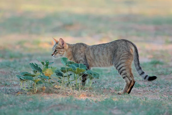 Gato salvaje africano en hábitat natural —  Fotos de Stock