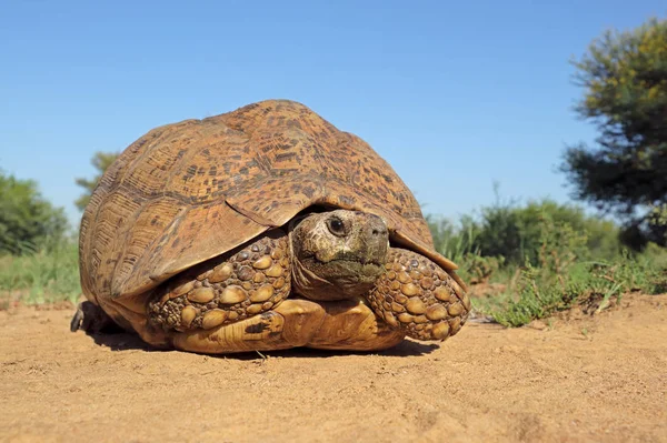 Leopard tortoise in natural habitat — 스톡 사진