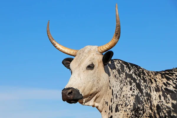 Портрет коровы нгуни - Южная Африка — стоковое фото