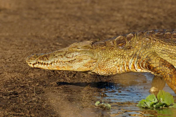 Nile krokodil porträtt-Kruger National Park — Stockfoto