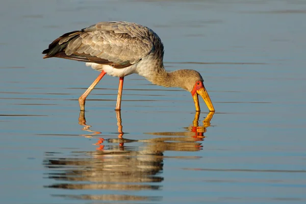 Gulnäbbad stork födosök — Stockfoto