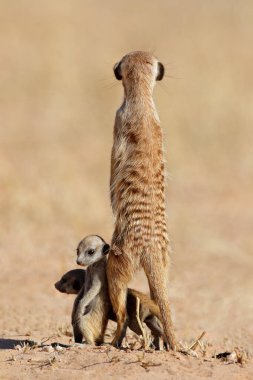Alert meerkat with babies