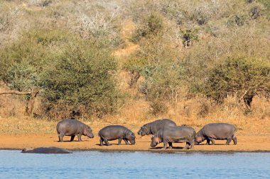 Hippopotamus on land - Kruger National Park