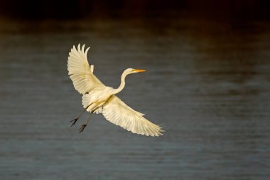 Western great egret in flight