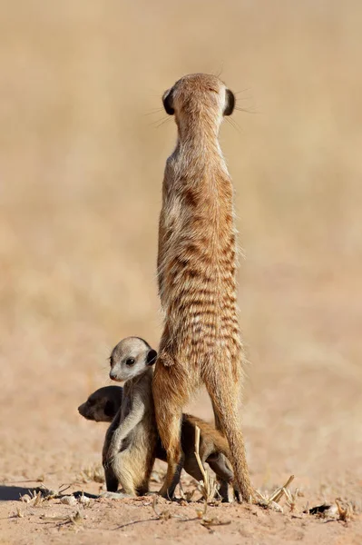 Alert meerkat with babies — Stok fotoğraf