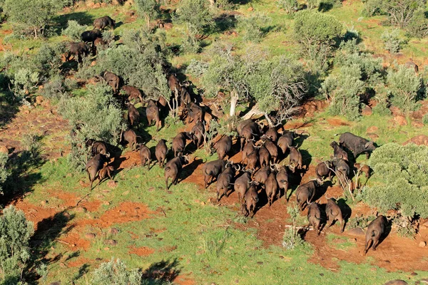 Widok z lotu ptaka na stado bawołów afrykańskich — Zdjęcie stockowe