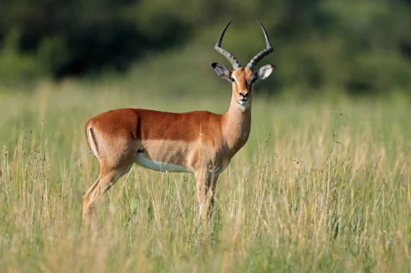 Impala-Antilope in natürlichem Lebensraum — Stockfoto