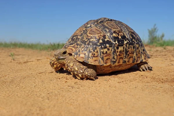 Luipaardschildpad in natuurlijke habitat — Stockfoto