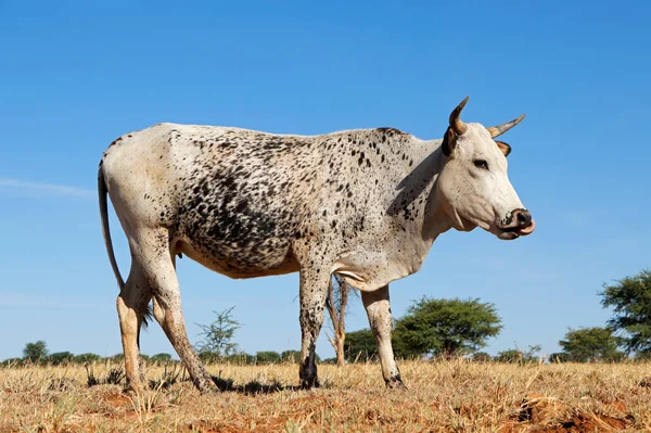 Nguni cow on rural farm - South Africa — Stok fotoğraf