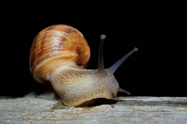 Nocturnal garden snail — Stockfoto