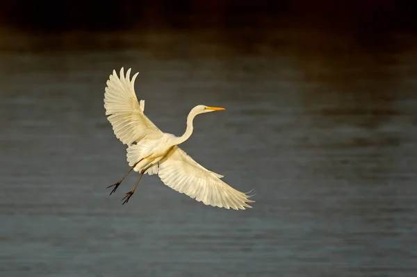 Western great egret in flight — Stock Photo, Image