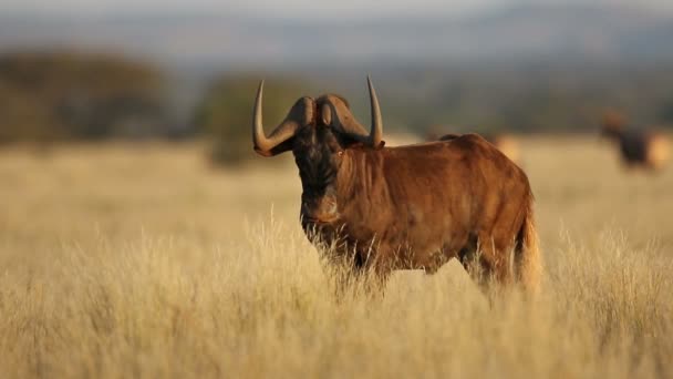 Černý Pakambaly Connochaetes Gnou Stojící Pastvinách Národní Park Mokala Jihoafrická — Stock video