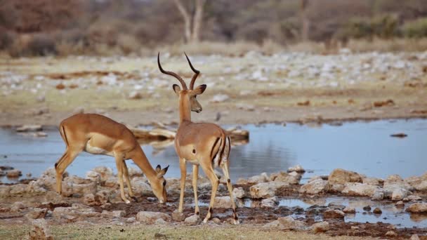 Alert Impala Antelopes Aepyceros Melampus Przy Wodopoju Park Narodowy Etosha — Wideo stockowe