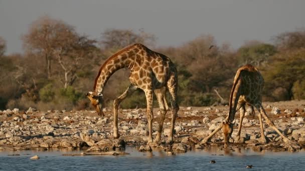 Жирафы Giraffa Camelopardalis Пьют Воду Водопое Национальный Парк Этоша Намибия — стоковое видео