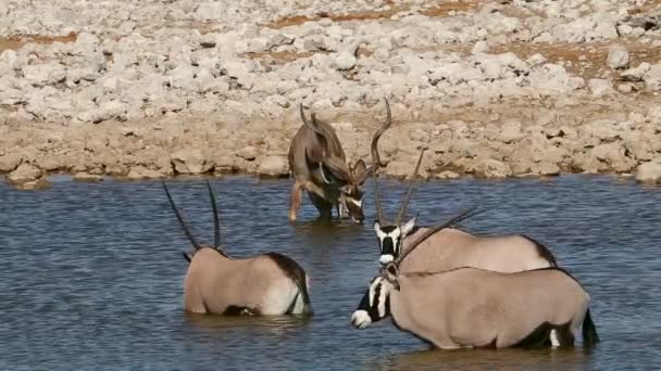 Антилопы Куду Гемсбока Пьют Воду Водопое Национальный Парк Этоша Намибия — стоковое видео