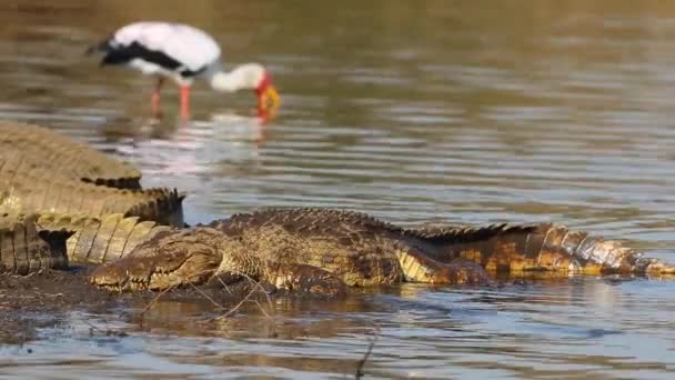 Crocodilo Nilo Crocodylus Niloticus Banhado Águas Rasas Com Cegonha Bico — Vídeo de Stock