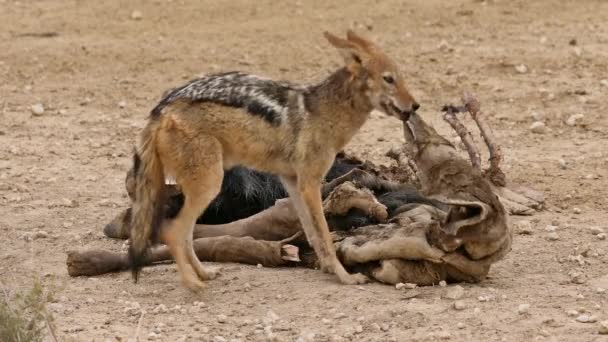 Black Backed Jackal Canis Mesomelas Scavenging Remains Wildebeest Kalahari South — Stock Video