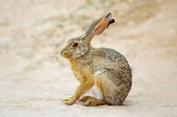 Una Liebre Salvaje Alerta Lepus Saxatilis Sentada Posición Vertical Sudáfrica — Foto de Stock