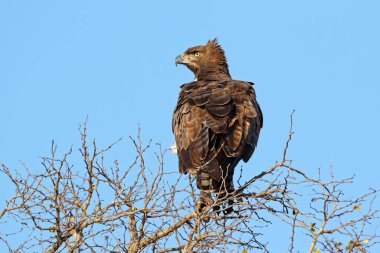 Bir savaş kartalı (Polemaetus bellicosus) Güney Afrika 'daki Kruger Ulusal Parkı' ndaki bir ağaca tünemiştir.