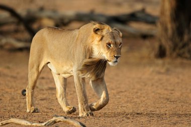 Genç erkek Afrika aslanı (Panthera leo) yürüyor, Kalahari çölü, Güney Afrika