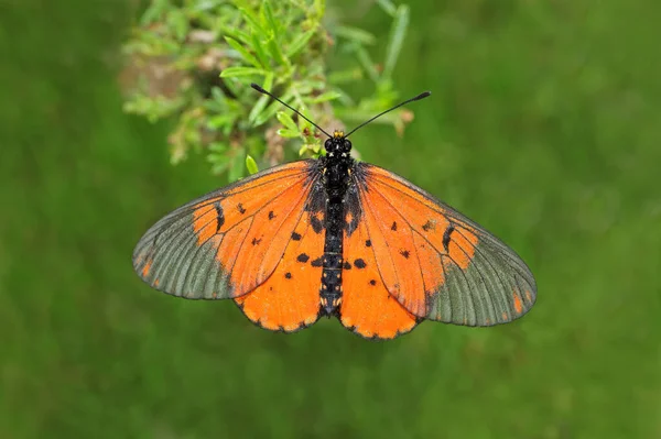 Яскравий Метелик Акраї Acreae Horta Сидить Рослині Пар — стокове фото