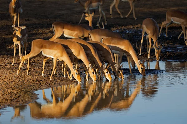 Impala Antílopes Aepyceros Melampus Água Potável Final Tarde Luz Kruger — Fotografia de Stock