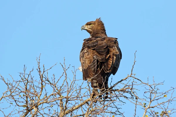 Aigle Martial Polemaetus Bellicosus Perché Sur Arbre Parc National Kruger — Photo