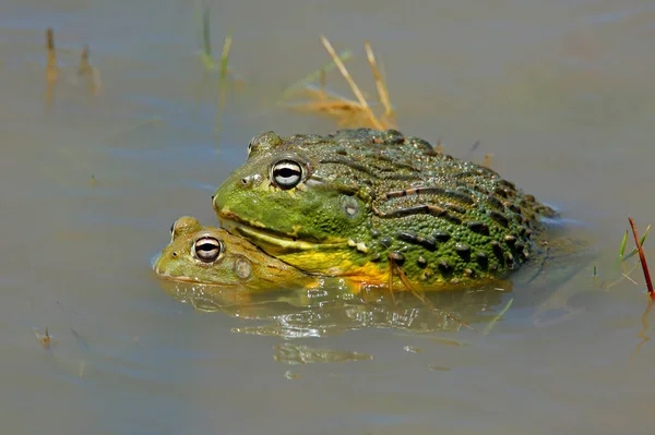 Ein Paar Paarungsbereiter Afrikanischer Riesenbullenfrösche Pyxicephalus Adspersus Flachen Wasser Südafrika — Stockfoto