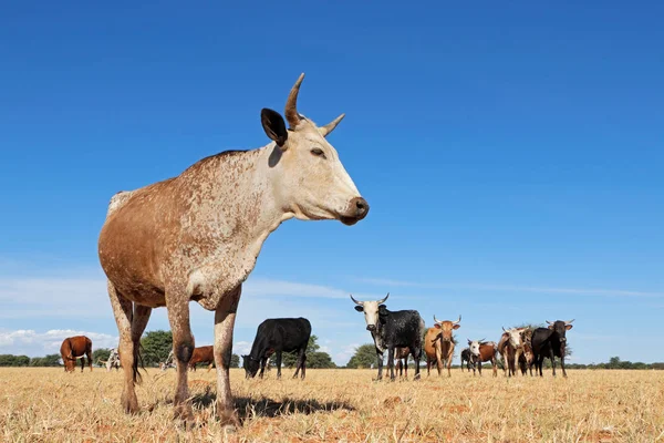 Nguni Inhemska Nötkreatur Ras Sydafrika Landsbygden Gård — Stockfoto